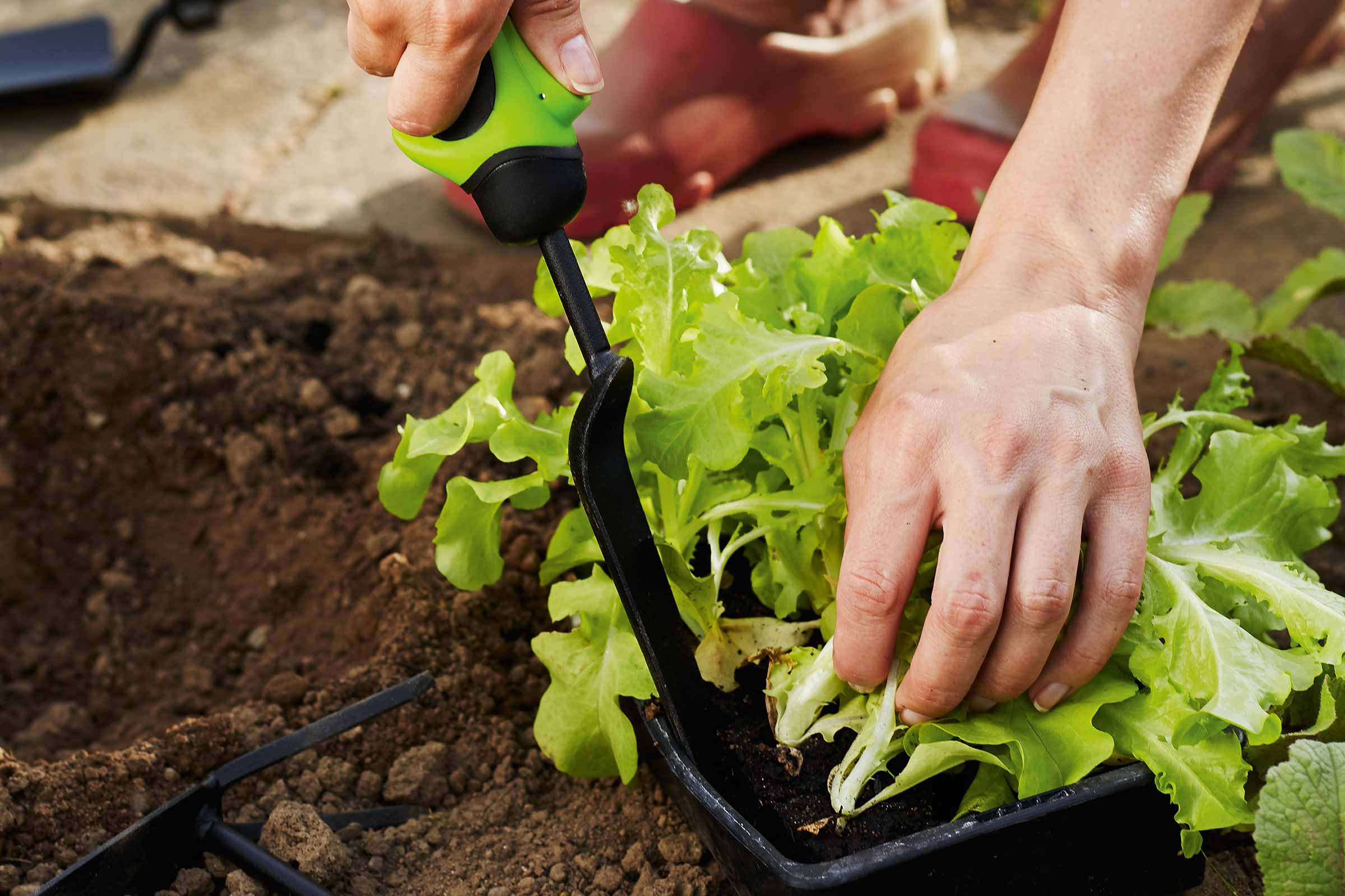 Un grădinar plantează salată cu o lopată mică într-o grădină.