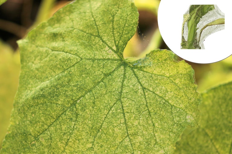 Prim-plan al unei frunze de castravete cu infestare de dăunători.