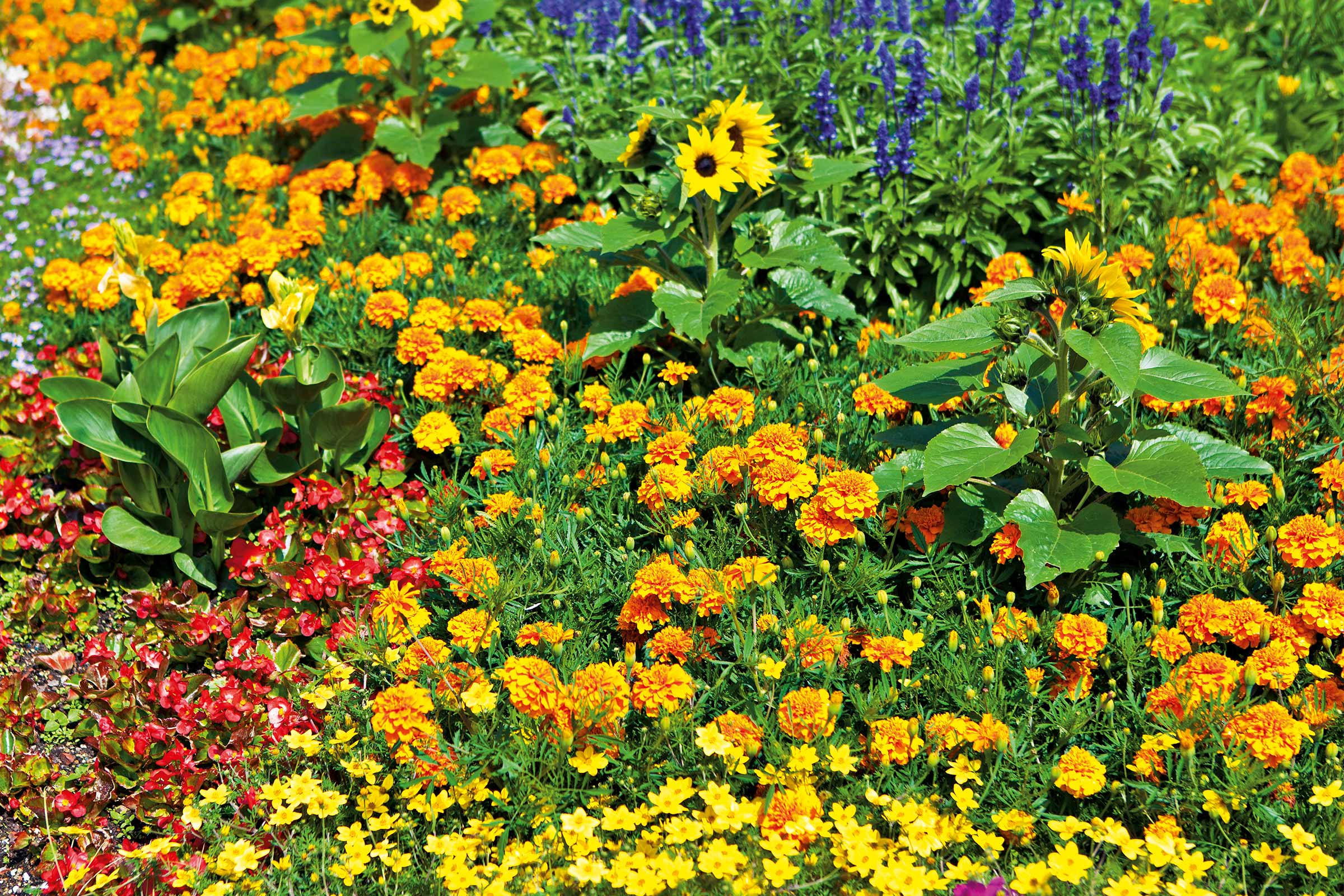 Jardină cu gălbenele, floarea-soarelui și alte flori