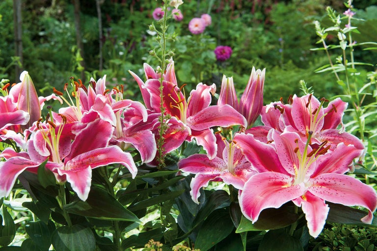 Prim-plan cu un grup de crini roz în grădină.