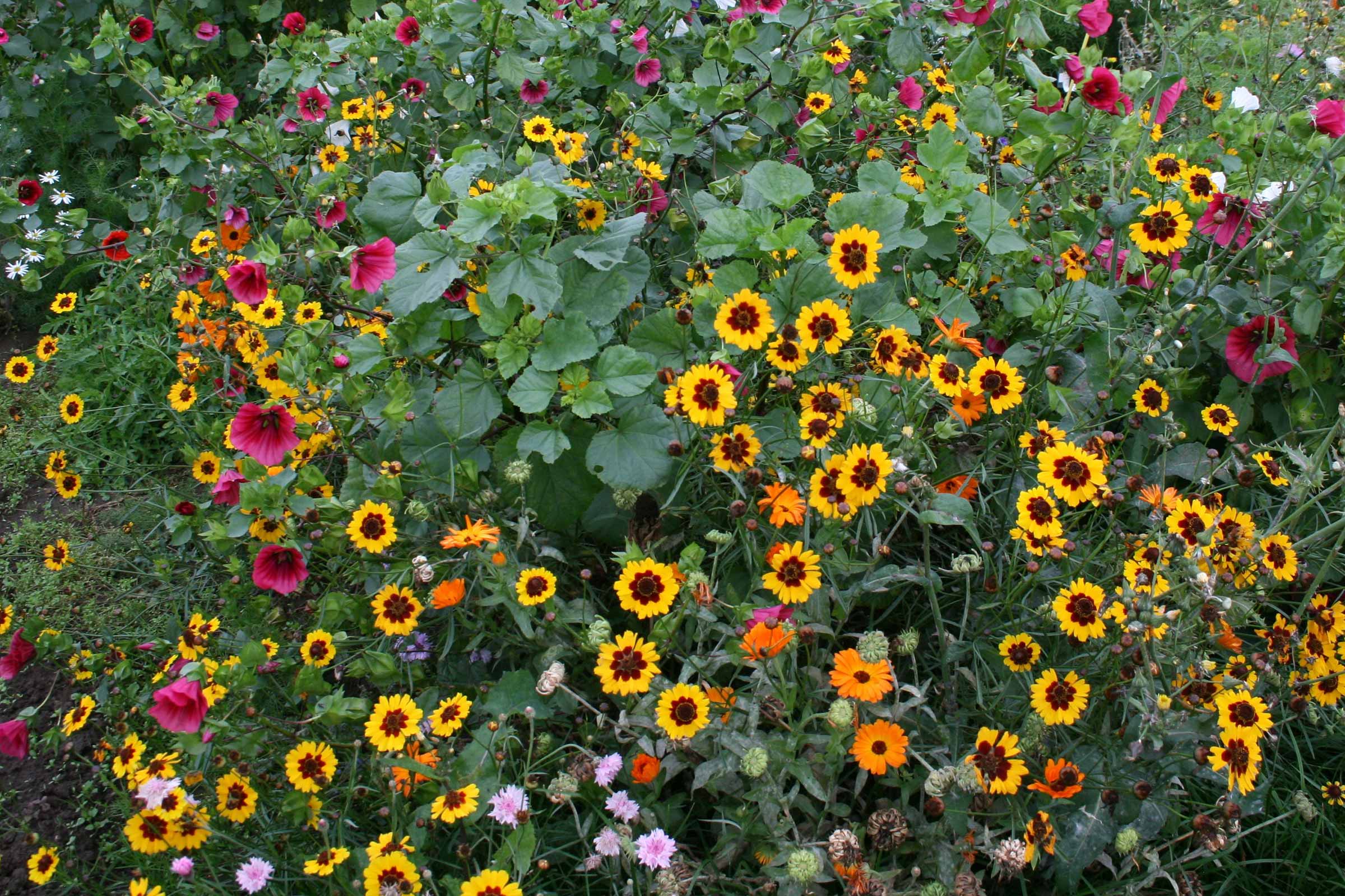 Strat de flori cu diverse flori de vară