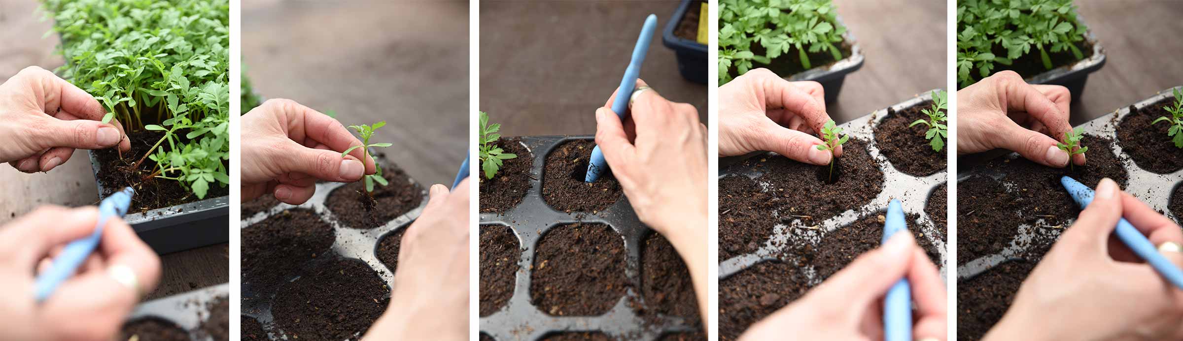 Semănarea plantelor tinere într-o placă de creștere cu pământ