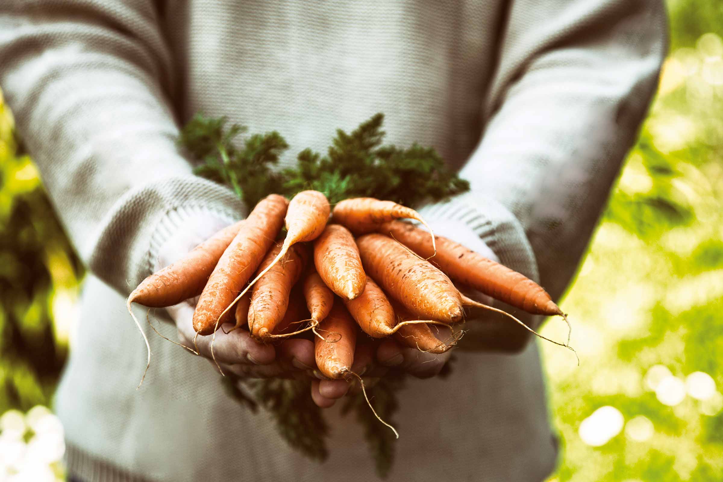 Mâini ținând un grup de morcovi cu verdeață