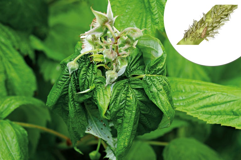 Zmeură cu infestare de afide