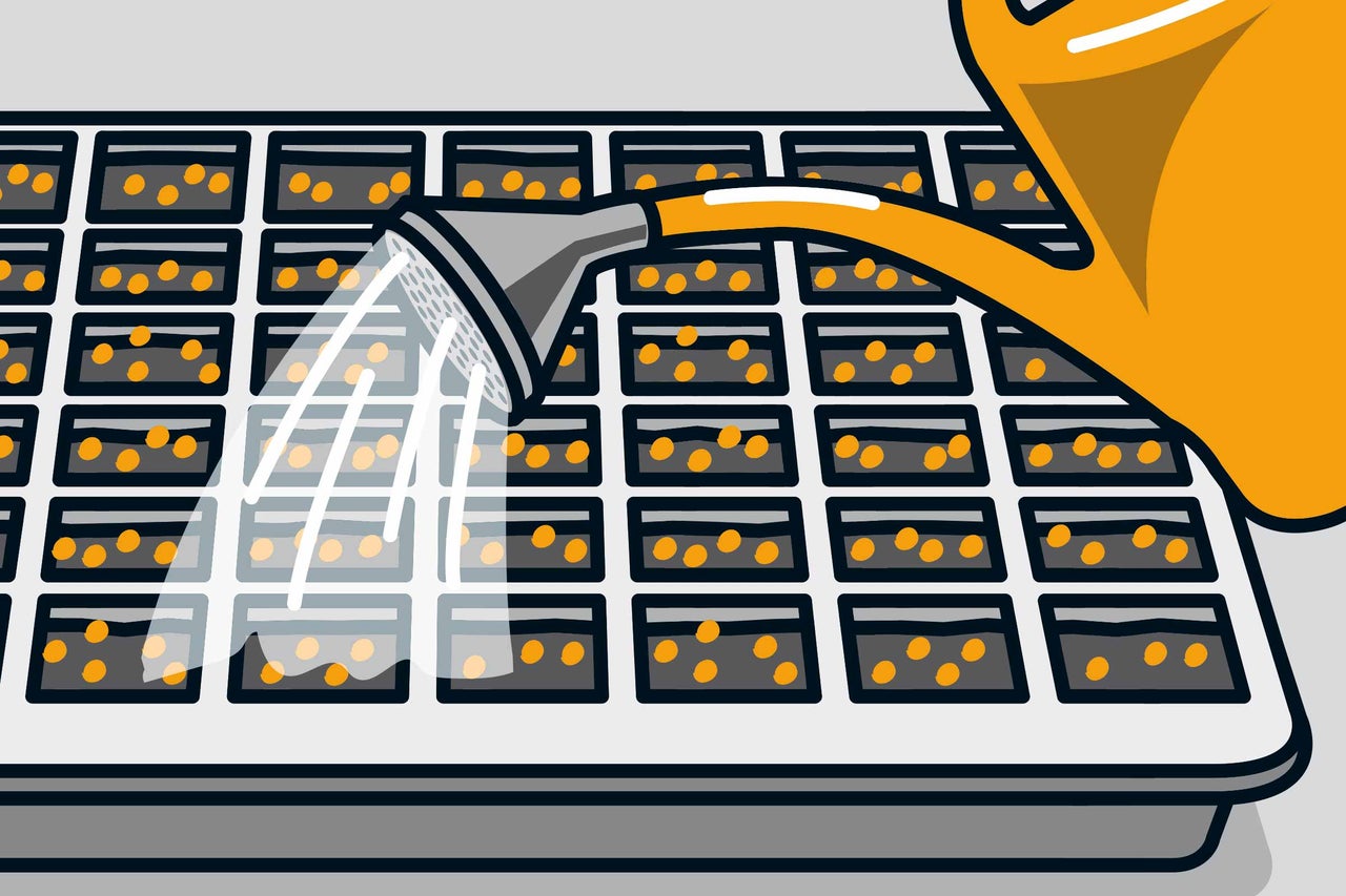 Ilustrație a unei plăci de semănat cu semințe udate cu o stropitoare