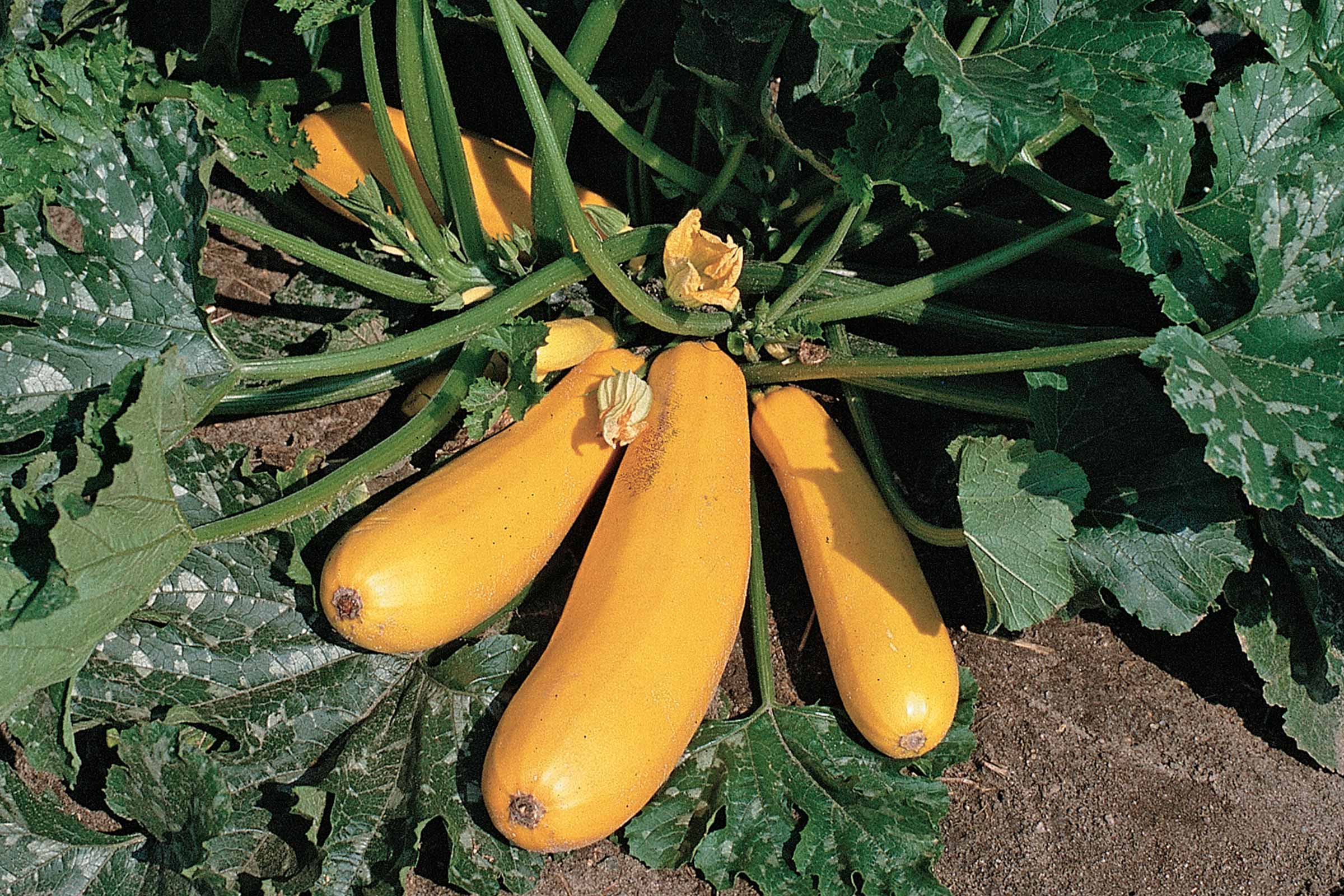 Plantă de dovlecel galben cu frunze și flori