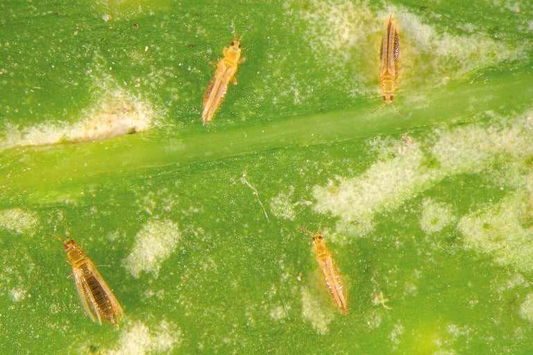 Trips pe o frunză de plantă