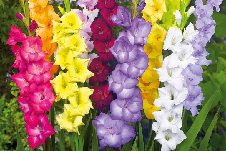 Flori de gladiole multicolore în grădină