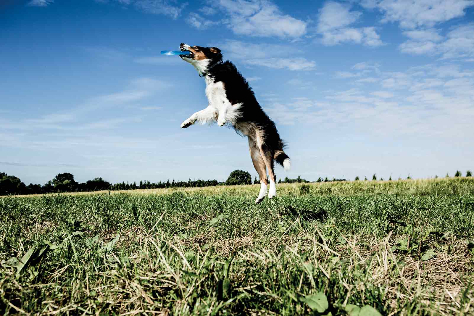 Un câine sare în iarbă după un frisbee.