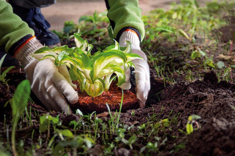 Plantarea hostasului