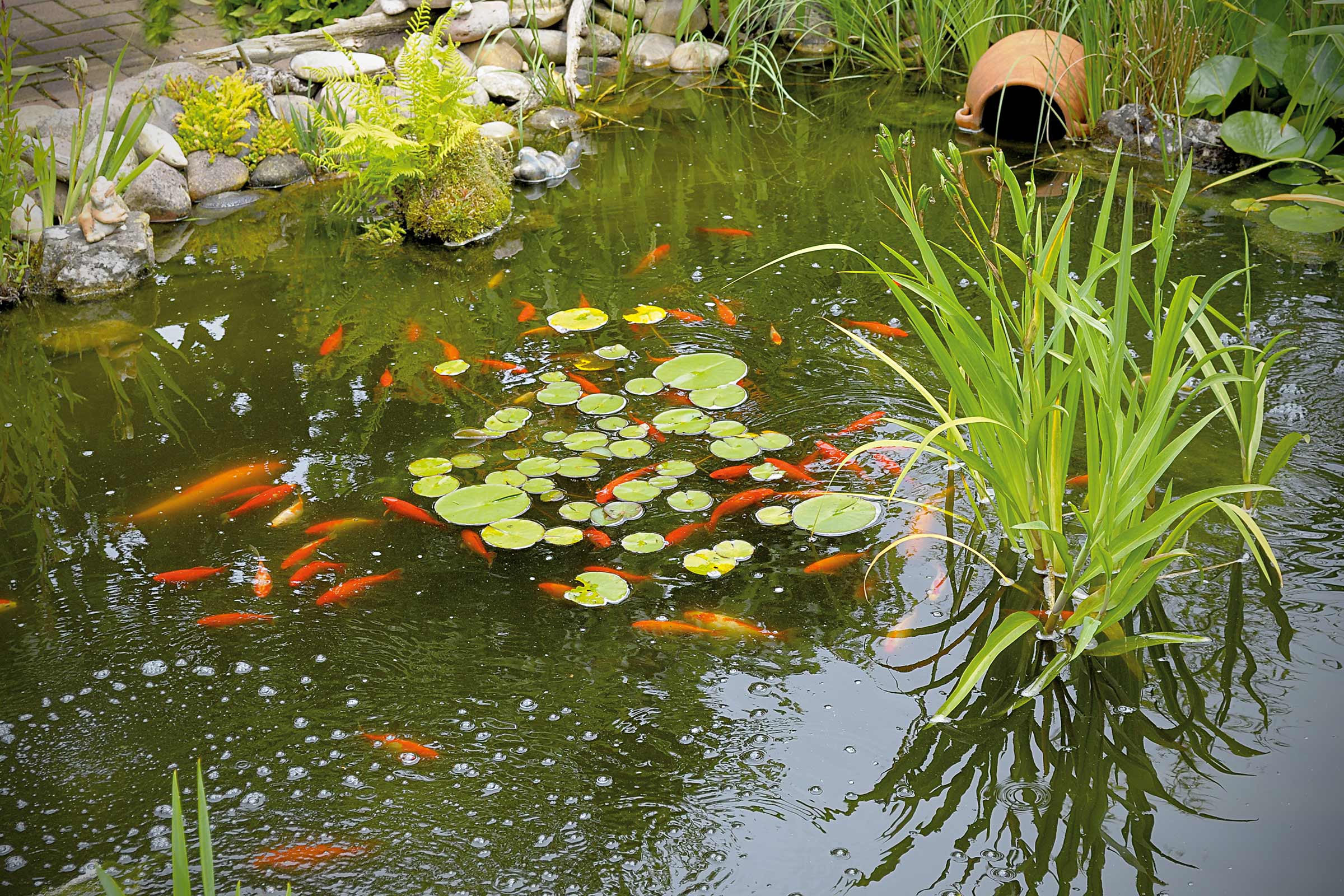 Iaz cu pești aurii, nuferi și vegetație de mal