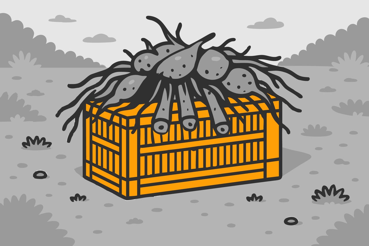 Ilustrație cu o ladă de lemn cu bulbi de flori