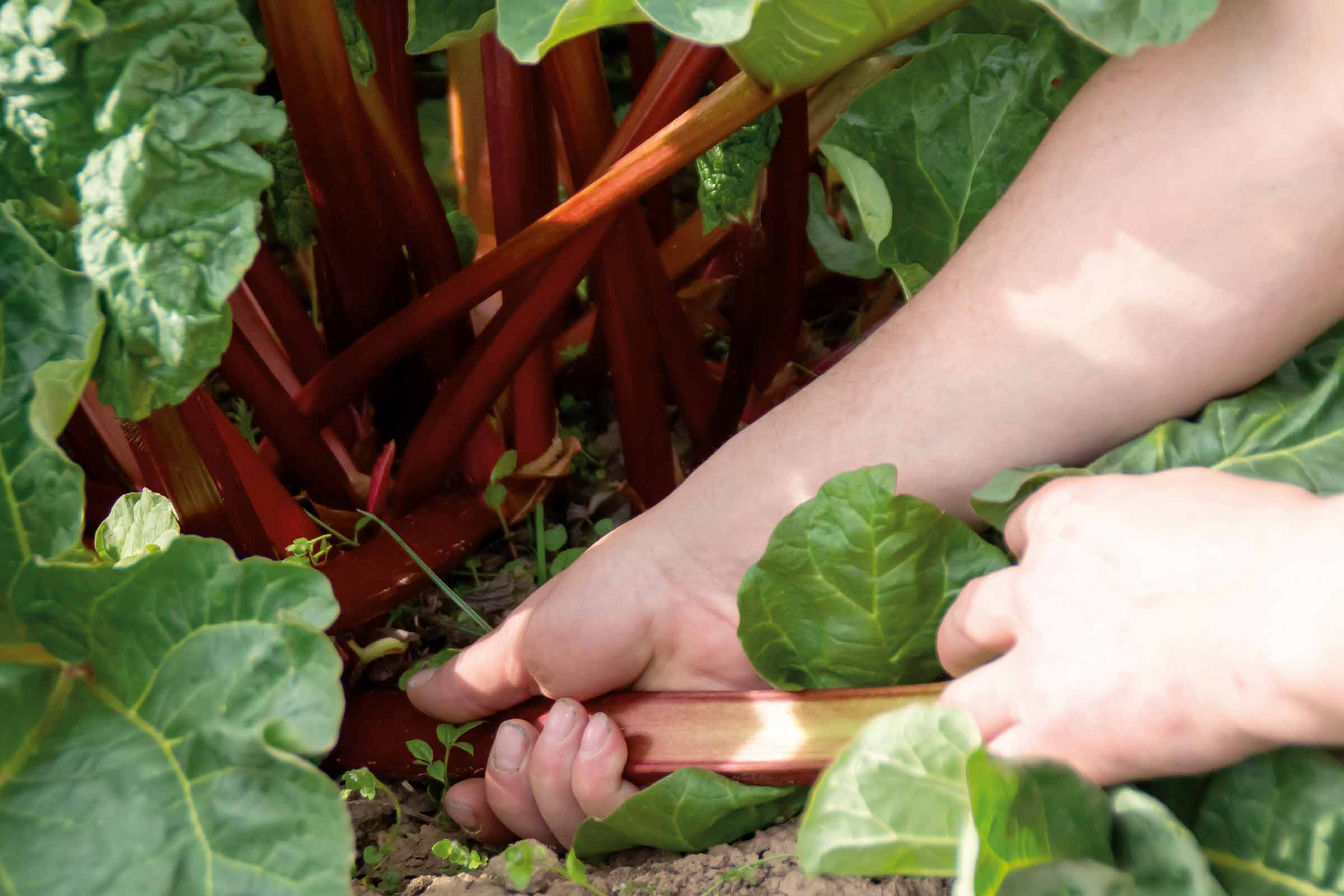 O mână culege tulpinile de rubarbă dintr-o plantă.