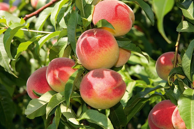 Piersici în pom cu frunze verzi
