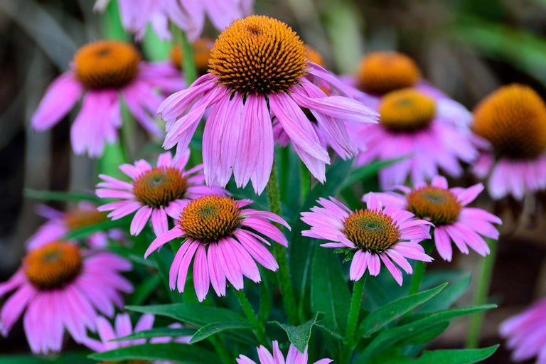Prim-plan cu flori de echinacea roz