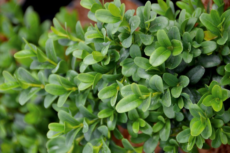 Arbore de buxus cu frunze mici