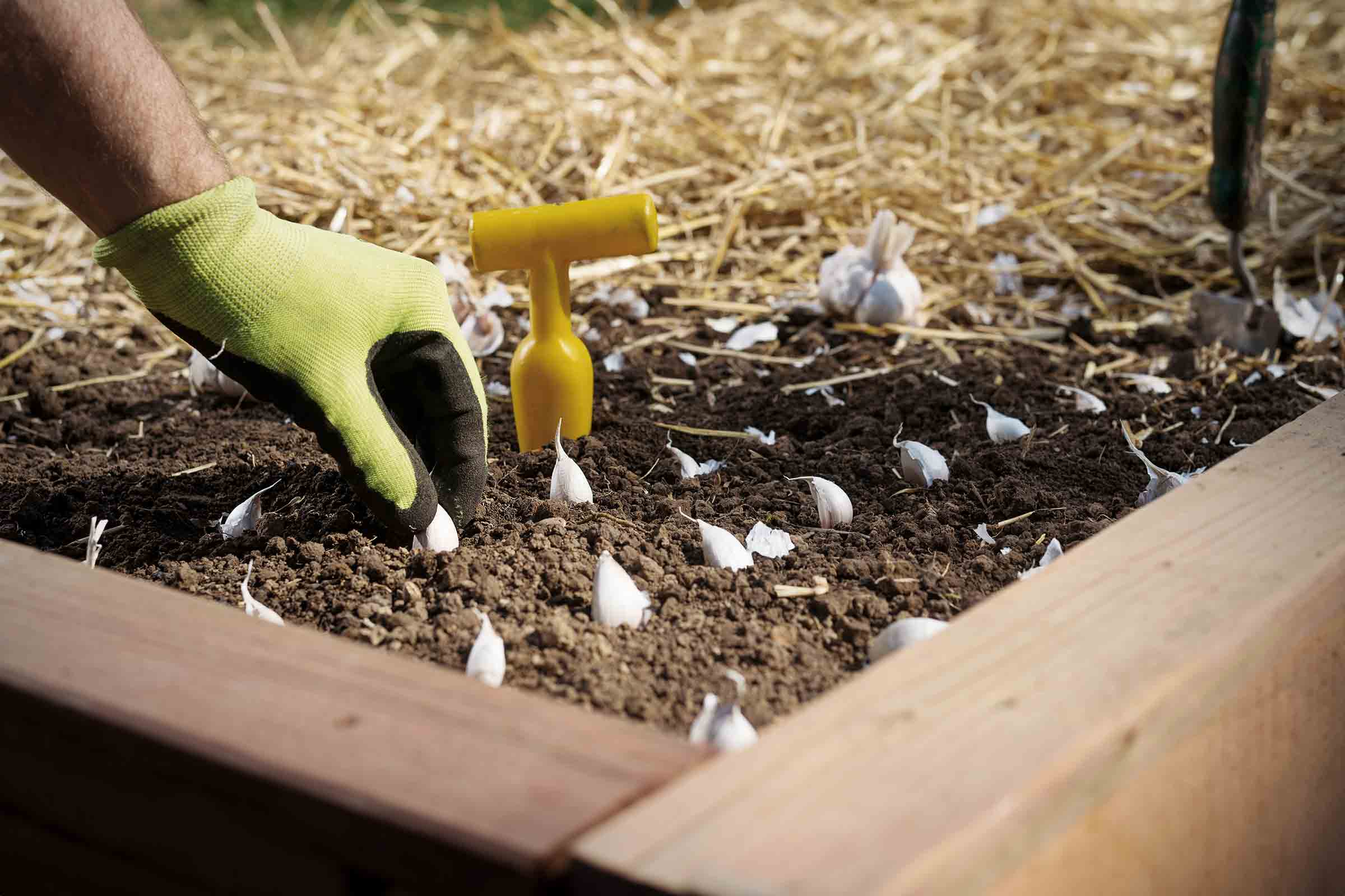 Jardină cu căței de usturoi, unealtă de plantare și mănușă de grădină