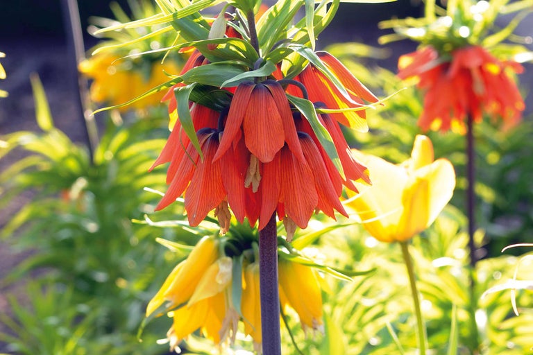 Coroane imperiale într-un strat de grădină