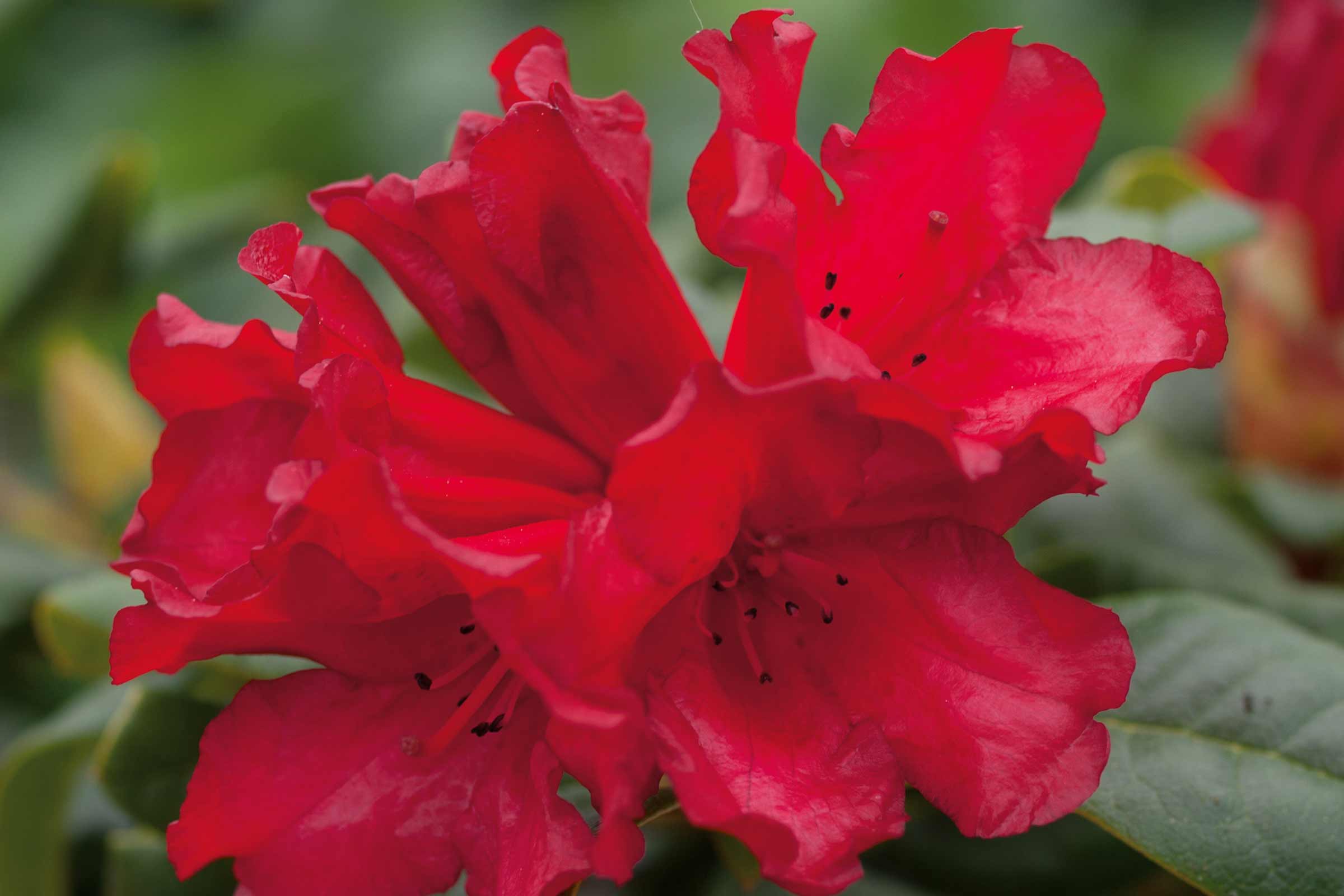 Prim-plan cu o floare de rododendron roșie