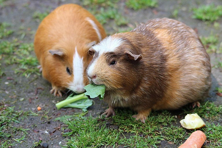 Doi porcușori de Guineea mănâncă legume afară