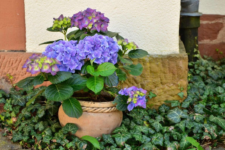 Hortensii într-un ghiveci de teracotă pe iederă