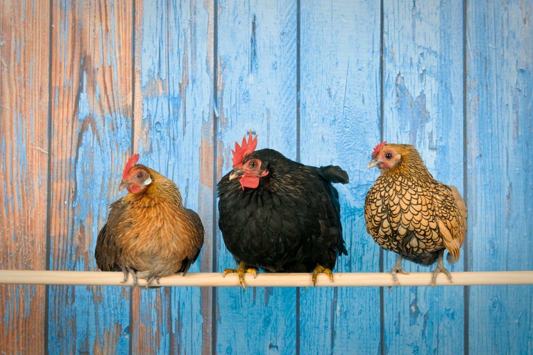 Trei găini de rase diferite stau pe o bară în fața unui fundal din lemn