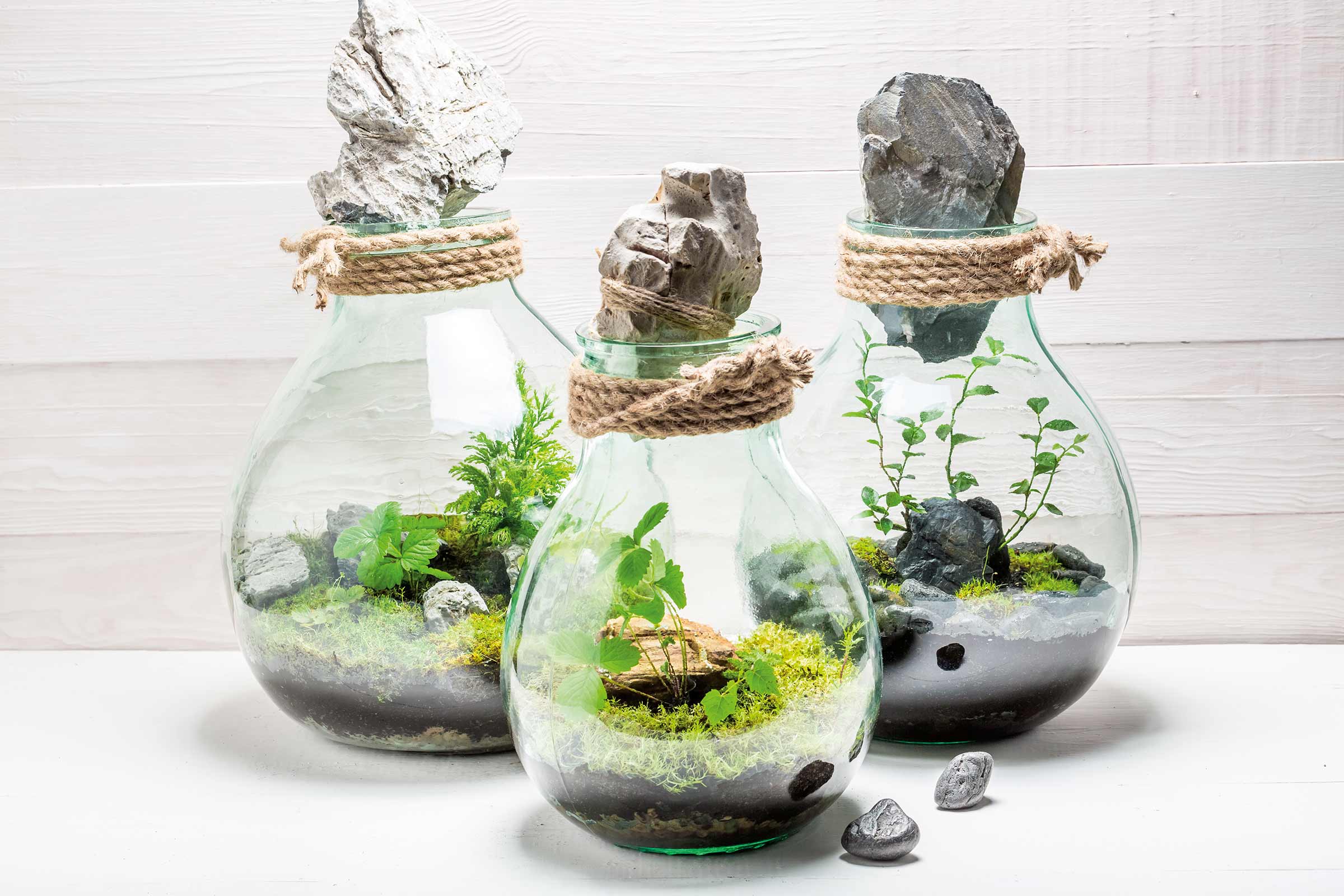 Trei terarii în sticlă cu pietre, mușchi și plante, înfășurate cu sfoară de iută.