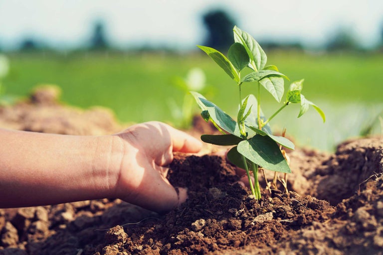 O mână plantează o plantă în pământ.