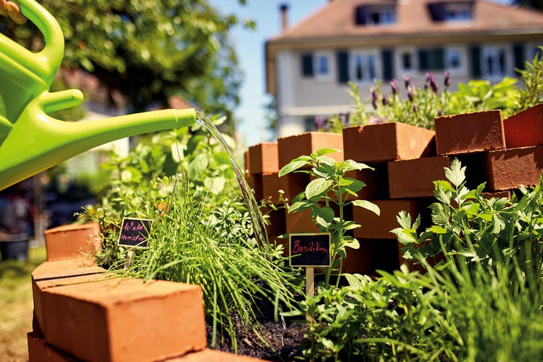 Udarea plantelor aromatice din grădina de ierburi cu o stropitoare.