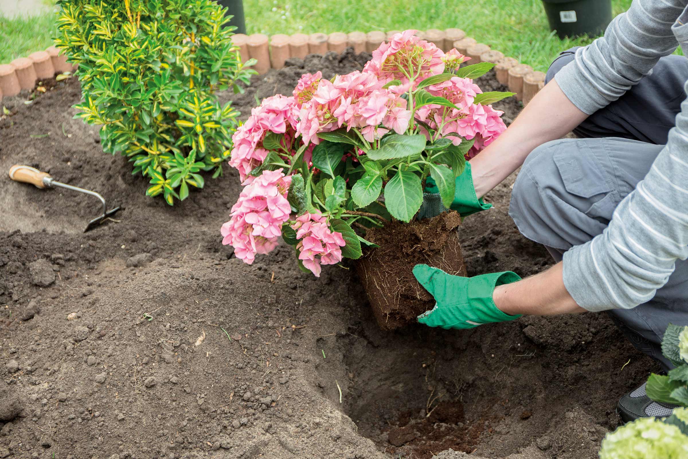 O persoană plantează o hortensie roz într-o grădină.