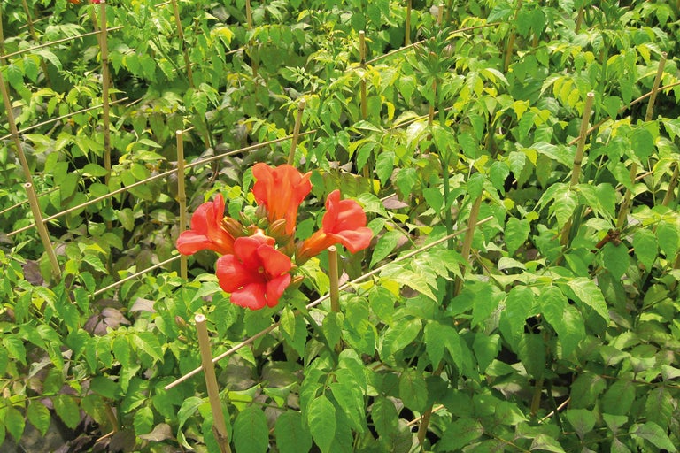 Floare de trompetă cu suport de cățărare în grădină