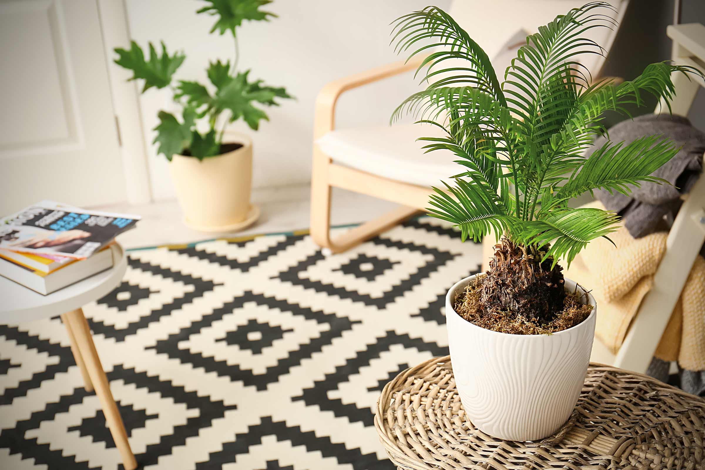Plantă de interior în ghiveci alb pe o masă de răchită, covor geometric și fotoliu în fundal.