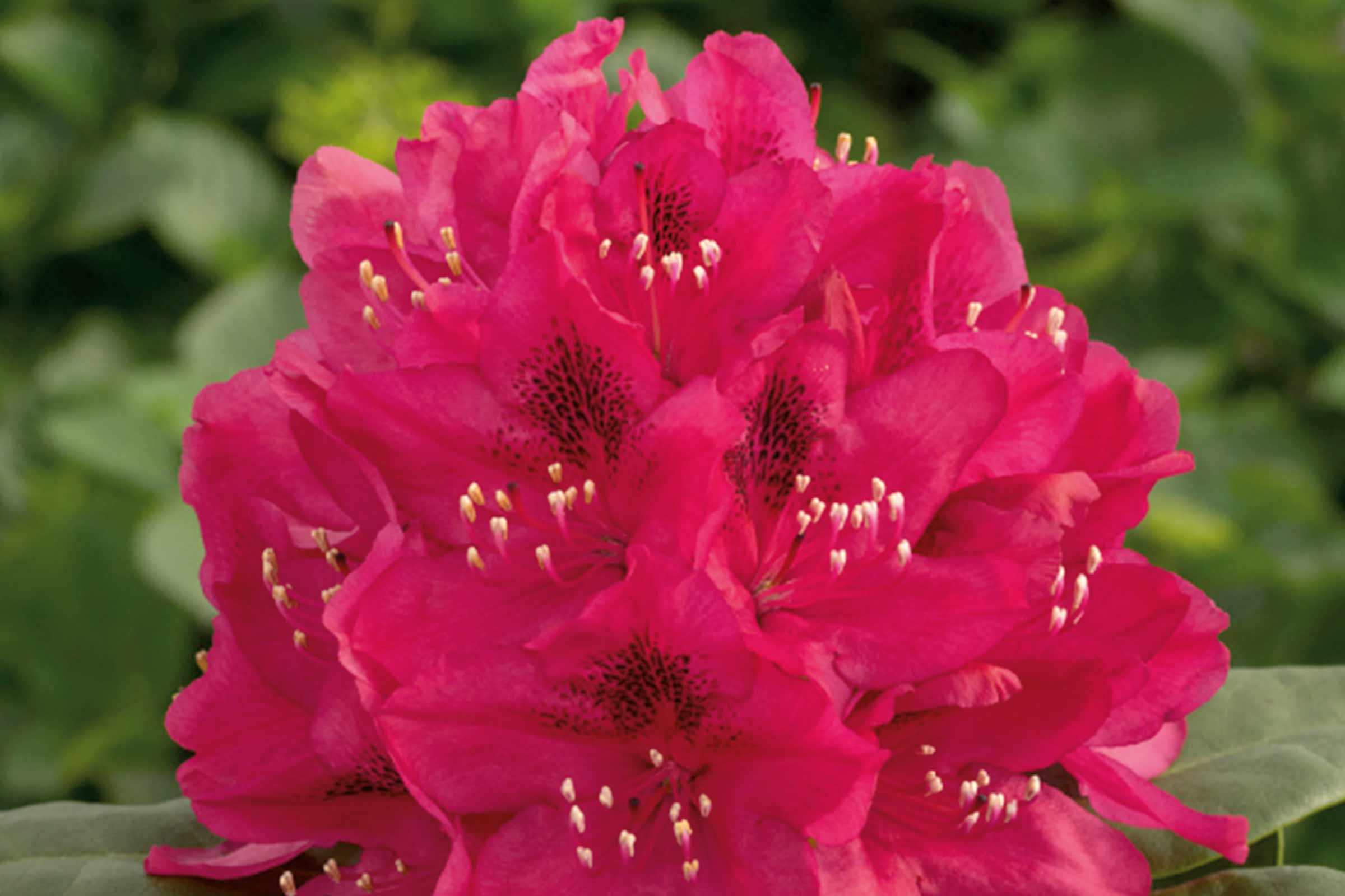 Prim-plan cu o plantă de Rhododendron cu flori roz.