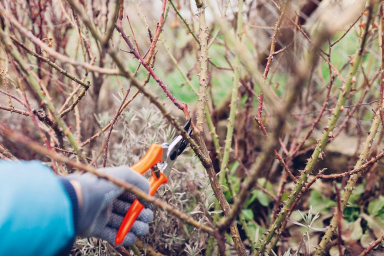 Grădinărit: tăierea arbuștilor cu foarfeca de grădinărit