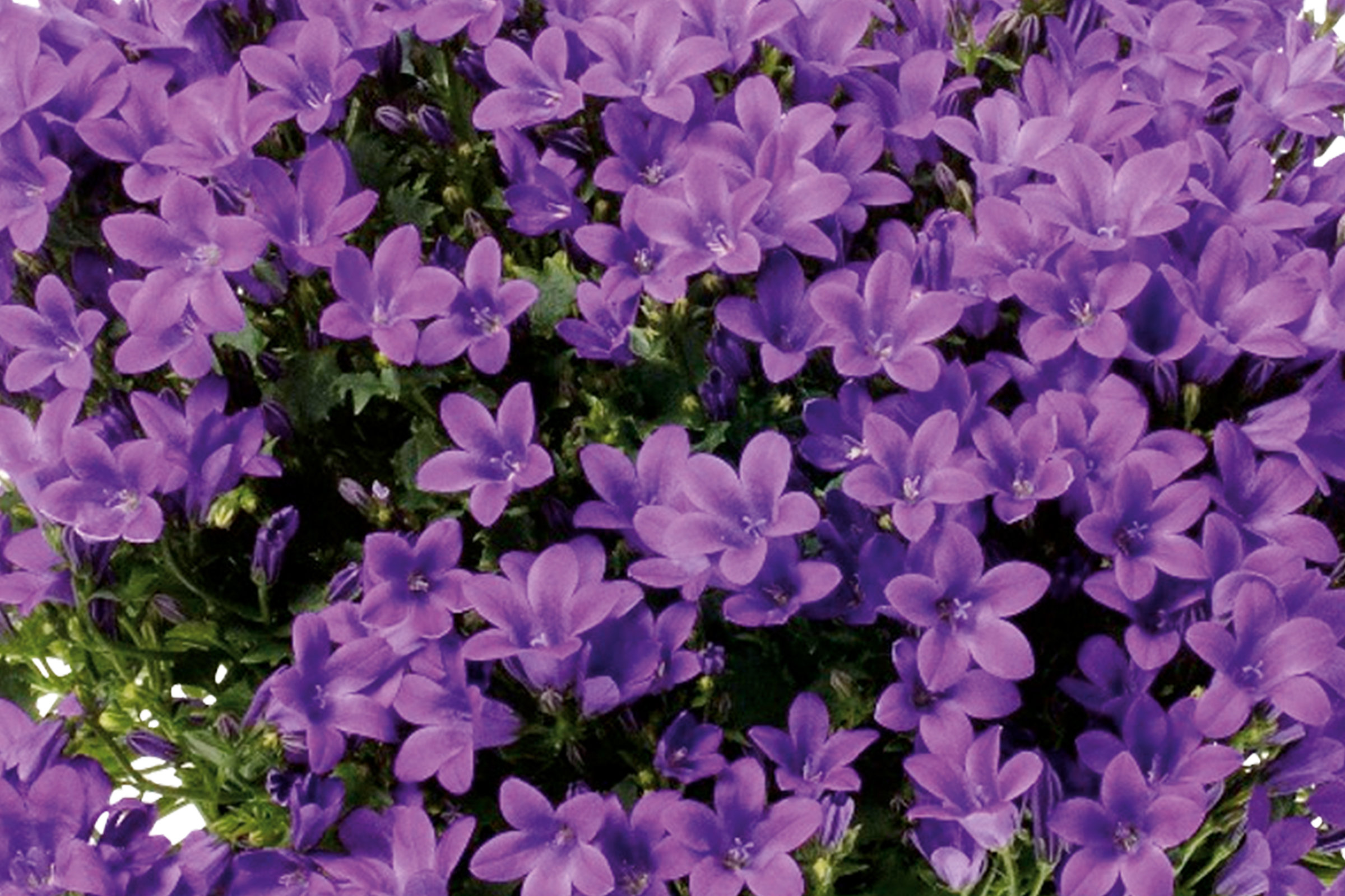 Prim-plan cu flori campanula