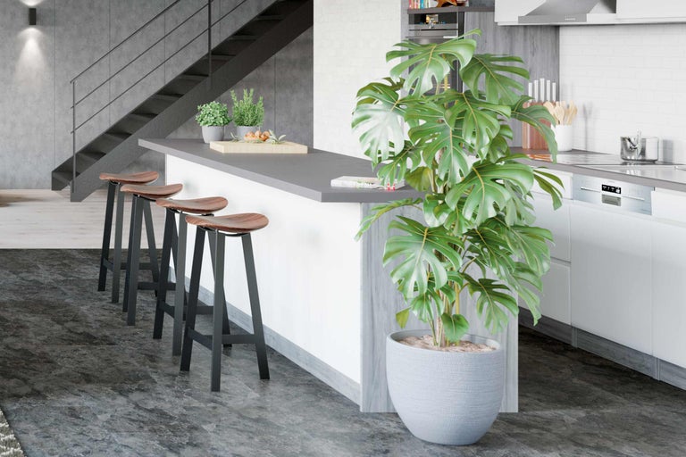 Bucătărie modernă cu insulă, scaune de bar și plantă de interior