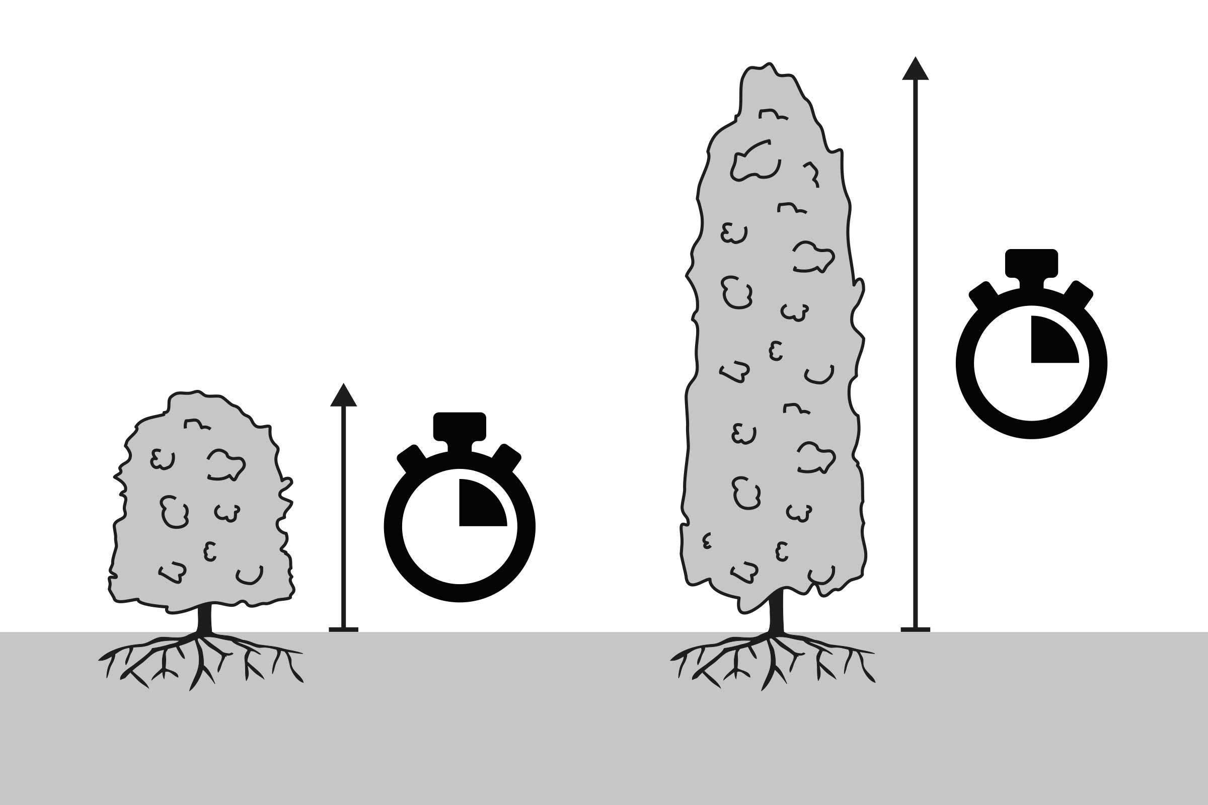 Ilustrație a plantei cu creștere rapidă cu cronometru