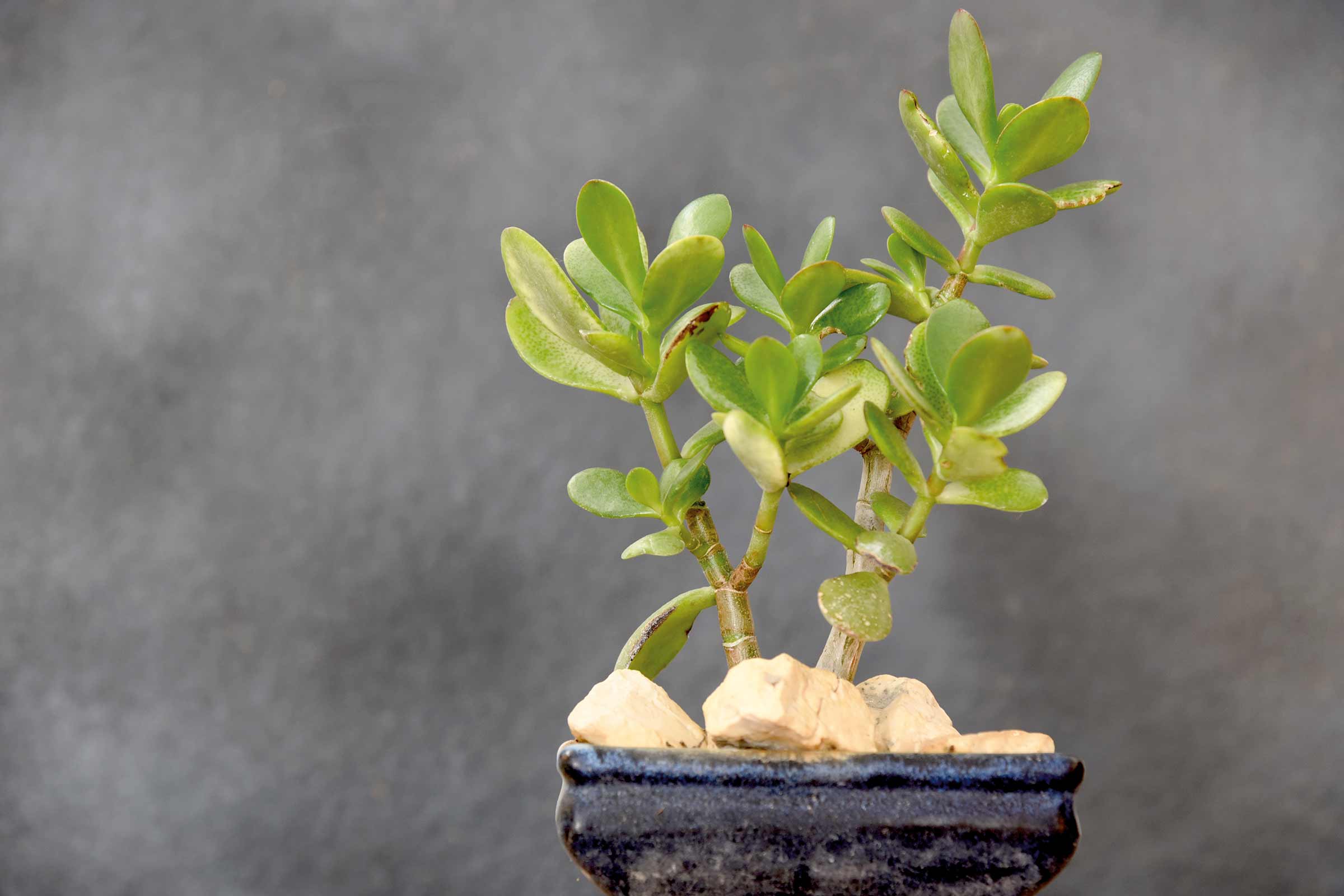 Crassula ovata într-un ghiveci cu pietre