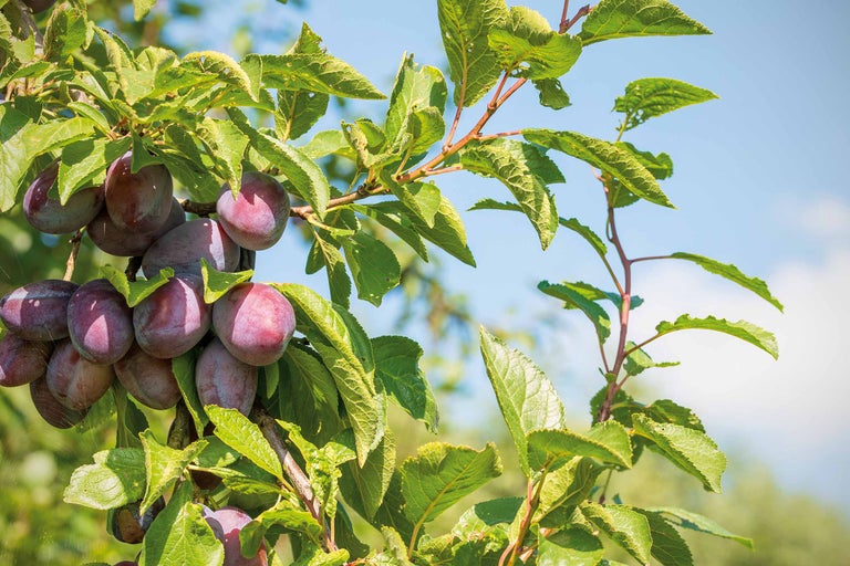 Prun cu fructe coapte și frunze verzi