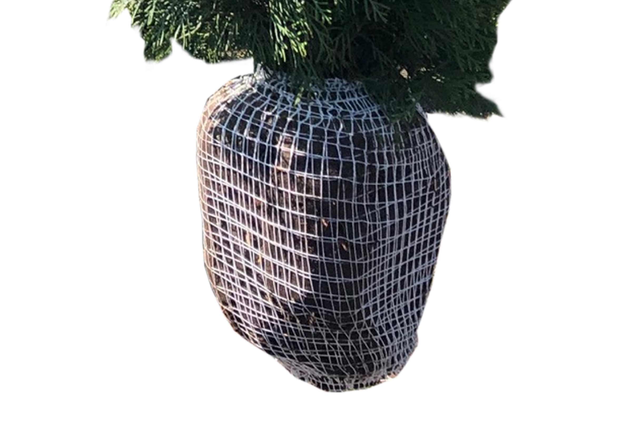 Copac plantat cu balot de rădăcini în plasă