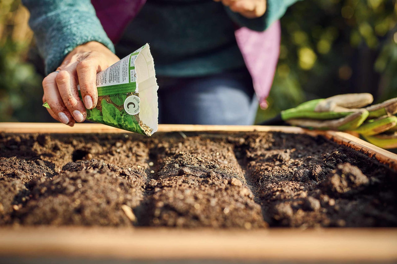 O persoană seamănă semințe într-un brazdă pregătită într-o grădină supraînălțată. În fundal se văd mănuși de grădinărit.
