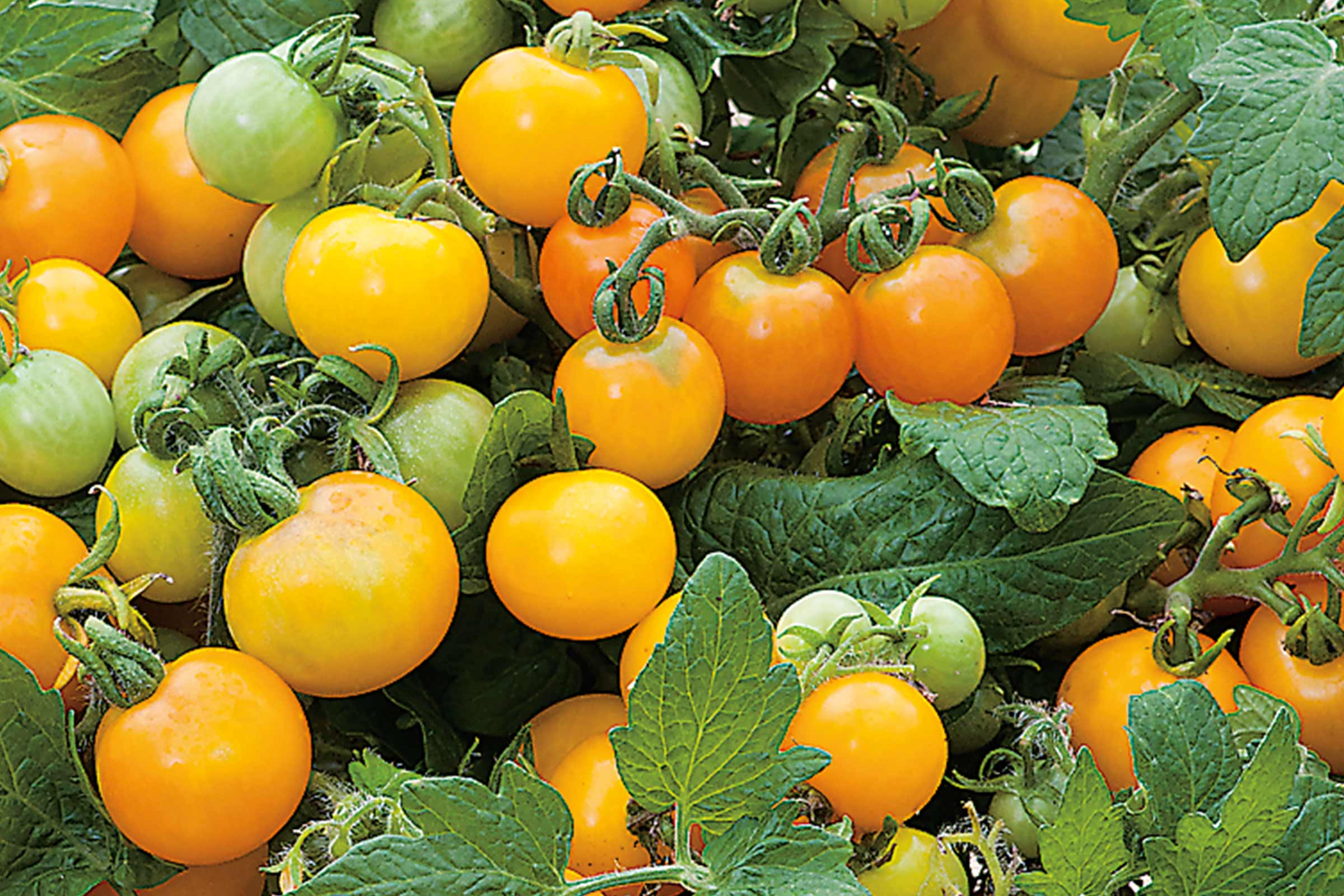 Prim-plan cu roșii cherry galbene pe plantă