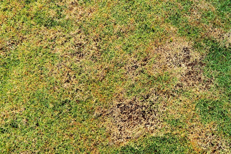 Prim-plan cu gazon cu zone galbene și verzi