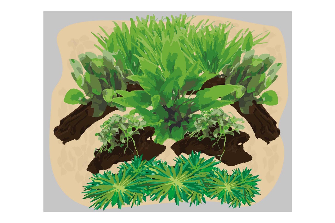 Aranjament de plante de acvariu de sus