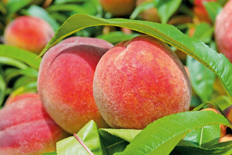 Piersici în pom cu frunze