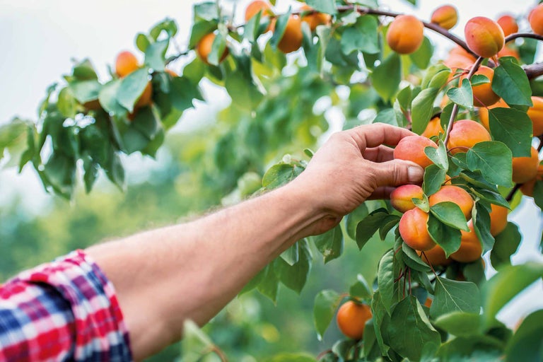 O persoană culege caise dintr-un pom