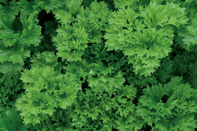 Prim-plan cu pătrunjel creț