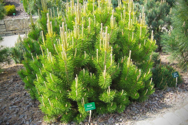 Pin pitic 'Wintergold' în grădină