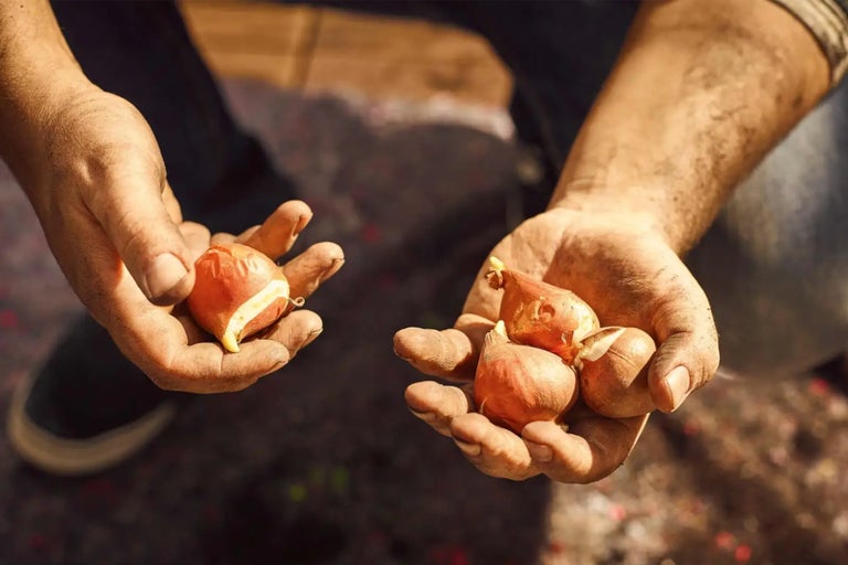 Două mâini țin bulbi de flori