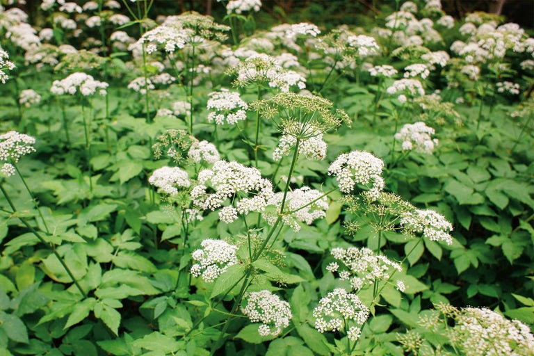 Ghid de combatere: cum eliminăm eficient piciorul Caprei (Giersch)